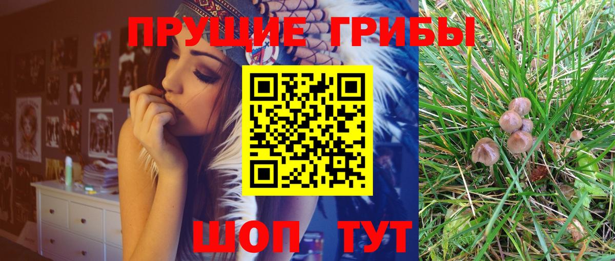 купить наркотики цена  Вход с VPN  Ангарск  Галлюциногенные грибы Psilocybe 